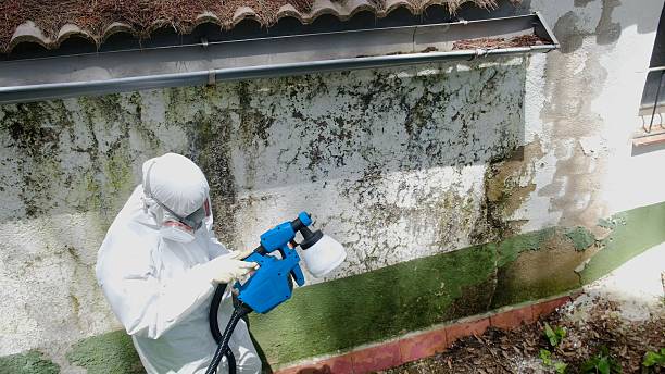 Trusted Mold Inspection service in Payneville, KY - Cheap Mold Removal
